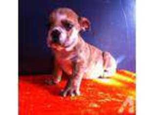 Bulldog Puppy for sale in SHARON, PA, USA