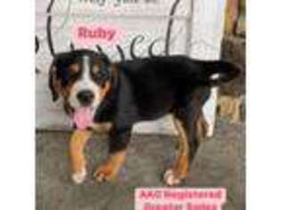 Greater Swiss Mountain Dog Puppy for sale in Montgomery, IN, USA