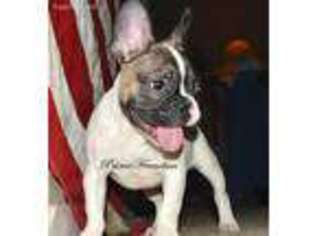 French Bulldog Puppy for sale in Trussville, AL, USA