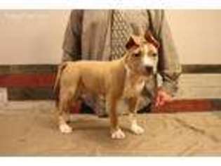 American Staffordshire Terrier Puppy for sale in Dixon, IL, USA