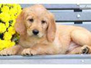 Labradoodle Puppy for sale in Lancaster, PA, USA