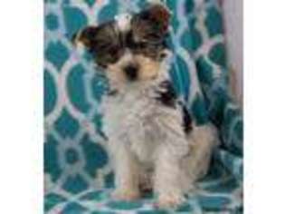 Yorkshire Terrier Puppy for sale in Charlottesville, VA, USA