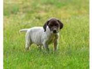 German Shorthaired Pointer Puppy for sale in Saint John, WA, USA