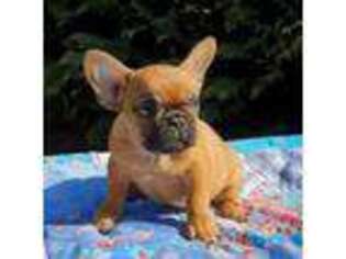 French Bulldog Puppy for sale in Varnville, SC, USA