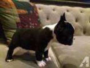 French Bulldog Puppy for sale in DIXON, CA, USA