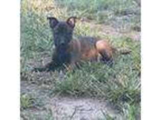Belgian Malinois Puppy for sale in Rye, TX, USA