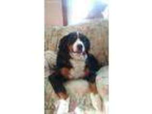 Bernese Mountain Dog Puppy for sale in Twinsburg, OH, USA