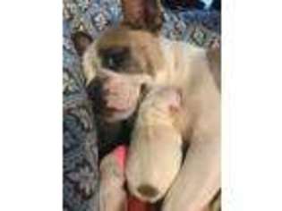 French Bulldog Puppy for sale in Prattville, AL, USA