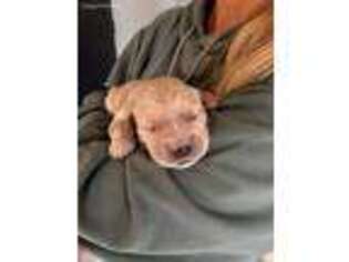 Golden Retriever Puppy for sale in Tulsa, OK, USA