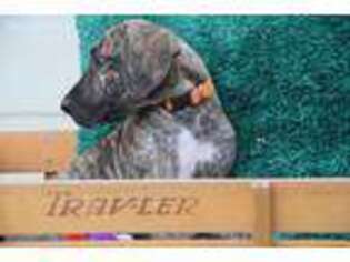 Great Dane Puppy for sale in Tonkawa, OK, USA