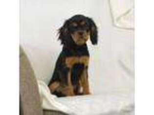 Cavalier King Charles Spaniel Puppy for sale in Inez, TX, USA