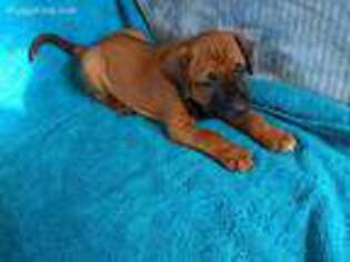 Rhodesian Ridgeback Puppy for sale in Elbert, CO, USA