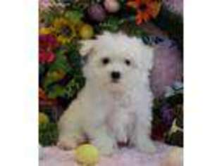 Maltese Puppy for sale in Ladson, SC, USA