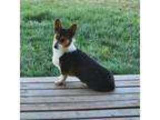 Cardigan Welsh Corgi Puppy for sale in Mack, CO, USA