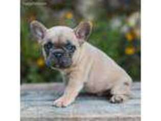 French Bulldog Puppy for sale in Newville, PA, USA