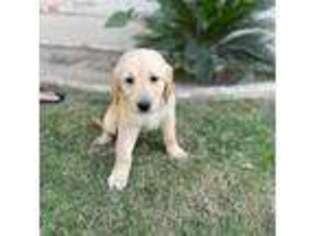Golden Retriever Puppy for sale in Bakersfield, CA, USA