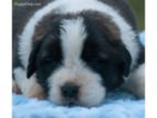 Saint Bernard Puppy for sale in Shippensburg, PA, USA