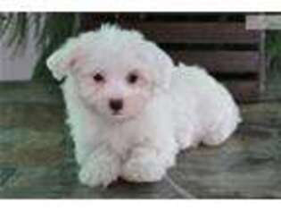 Maltese Puppy for sale in Lancaster, PA, USA