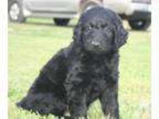 Labradoodle Puppy for sale in OWINGSVILLE, KY, USA