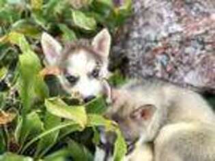 Siberian Husky Puppy for sale in Midlothian, IL, USA