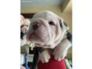 Bulldog Puppy for sale in Grand Blanc, MI, USA