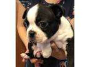 Boston Terrier Puppy for sale in Parker, CO, USA