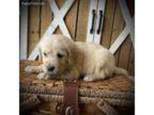 Labradoodle Puppy for sale in Gold Creek, MT, USA
