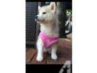 Siberian Husky Puppy for sale in FORT LAUDERDALE, FL, USA