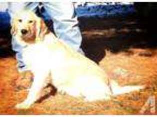 Labrador Retriever Puppy for sale in CICERO, IN, USA