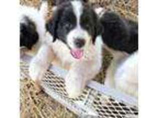 Great Pyrenees Puppy for sale in Cathlamet, WA, USA