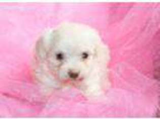 Havanese Puppy for sale in Summerfield, NC, USA