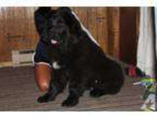 Newfoundland Puppy for sale in NORTH VERNON, IN, USA