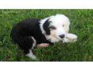 Old English Sheepdog Puppy for sale in Beechgrove, TN, USA