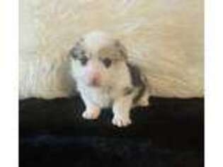 Pembroke Welsh Corgi Puppy for sale in Poolville, TX, USA