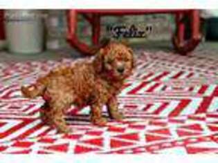 Cavapoo Puppy for sale in Adolphus, KY, USA