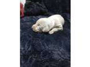 Weimaraner Puppy for sale in Yuba City, CA, USA