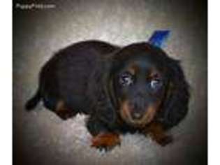 Dachshund Puppy for sale in Maple Lake, MN, USA