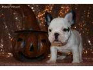 French Bulldog Puppy for sale in Purdin, MO, USA
