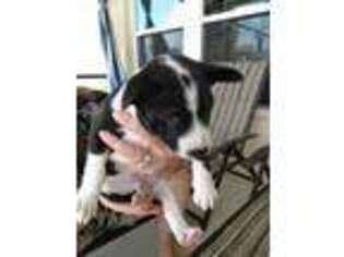 Basenji Puppy for sale in Davenport, FL, USA
