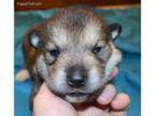 Alaskan Malamute Puppy for sale in Bryson City, NC, USA