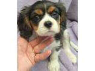 Cavalier King Charles Spaniel Puppy for sale in Lebanon, MO, USA