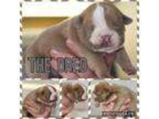 Bulldog Puppy for sale in Salado, TX, USA