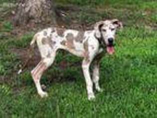 Great Dane Puppy for sale in Durham, NC, USA