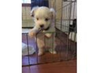 Maltese Puppy for sale in Antwerp, NY, USA