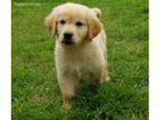 Golden Retriever Puppy for sale in Rockwall, TX, USA