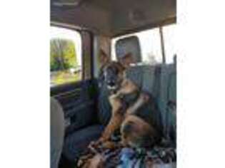 German Shepherd Dog Puppy for sale in Johns Island, SC, USA