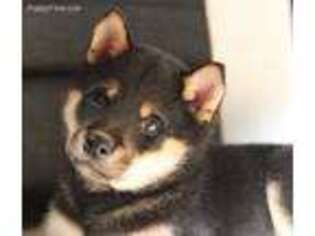 Shiba Inu Puppy for sale in Trego, WI, USA