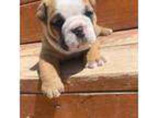 Bulldog Puppy for sale in Cedar City, UT, USA