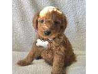 Goldendoodle Puppy for sale in Saint Ignatius, MT, USA