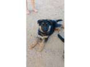 German Shepherd Dog Puppy for sale in Kingsland, TX, USA